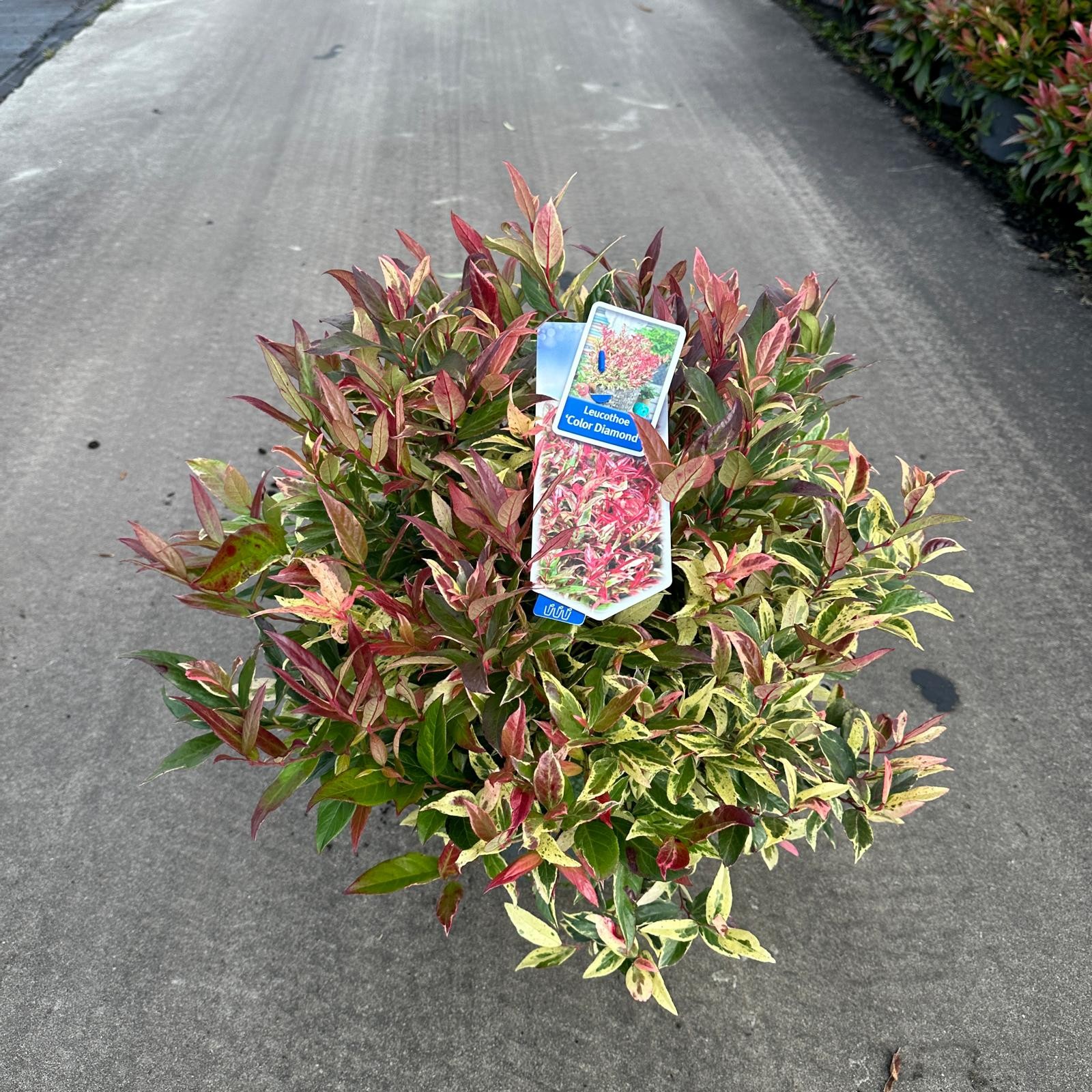 Picture of Leucothoe 'Color Diamond'