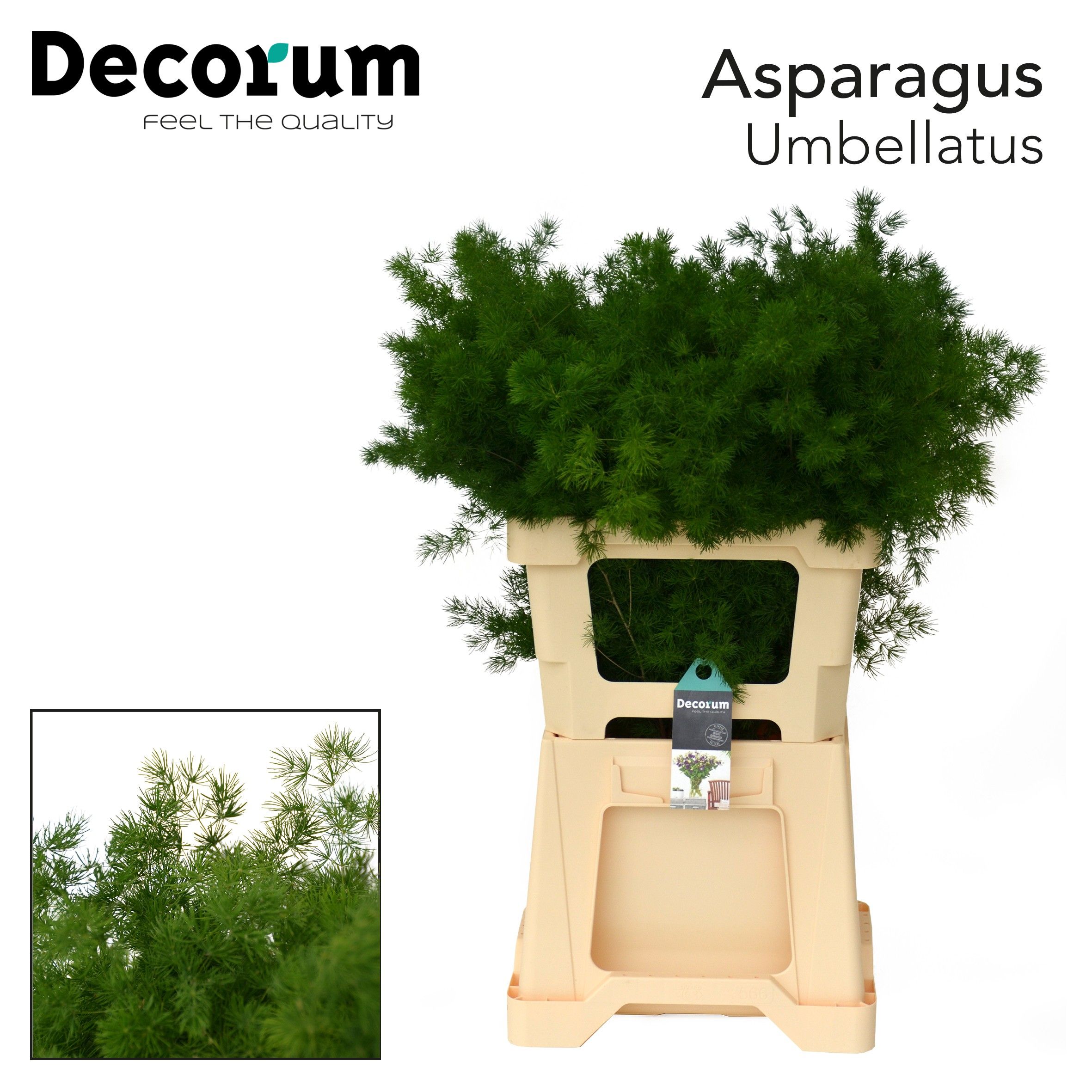 Asp Umbellatus