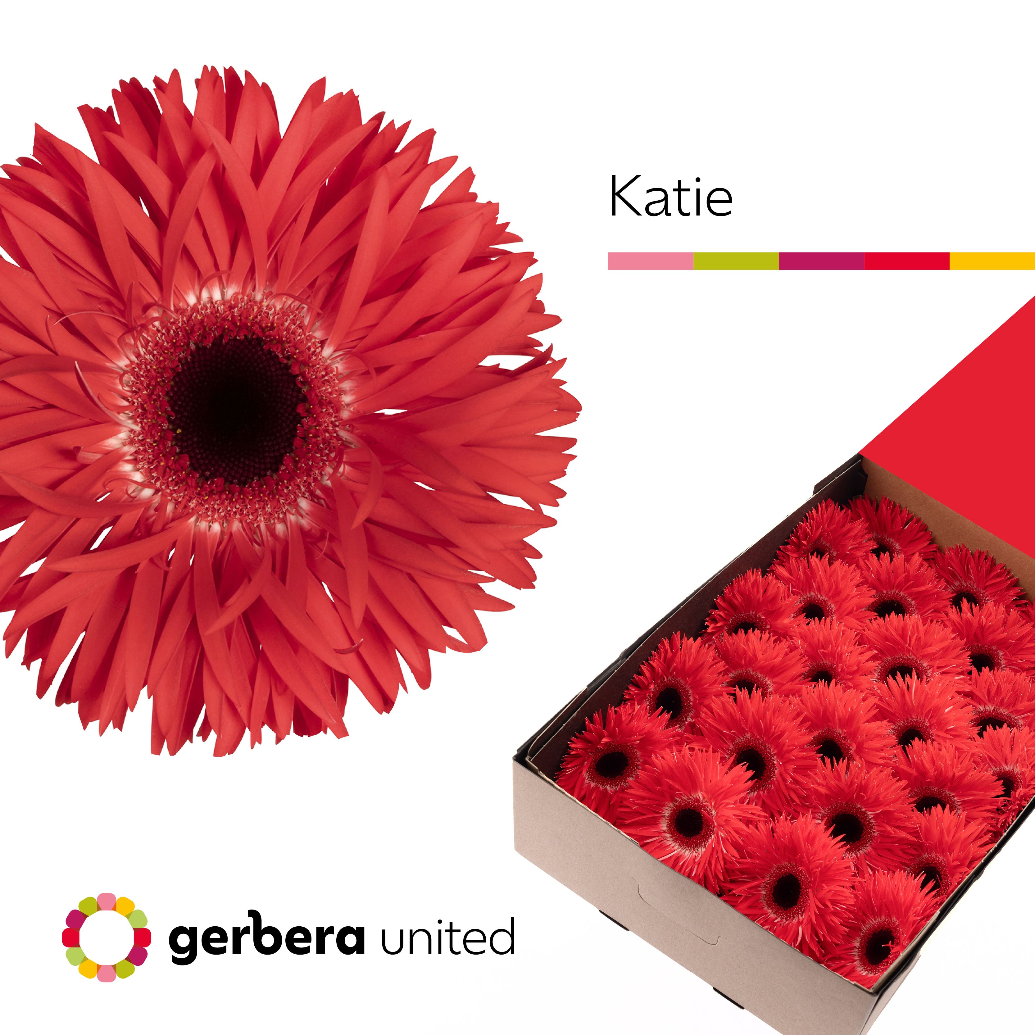 Ge Gs Katie+