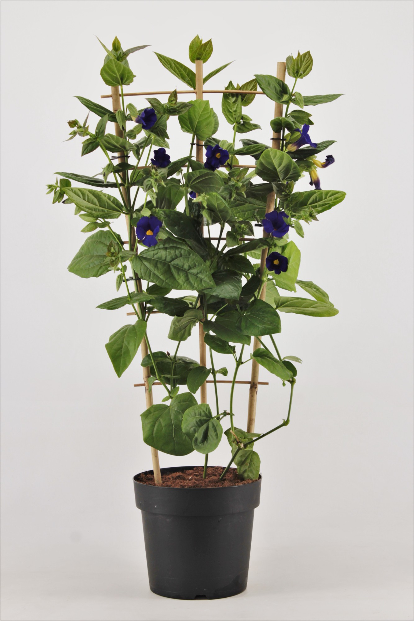 Thunbergia battiscombei On rack | Overig klimplanten | Другие вьющиеся  растения | Flowering Outdoor Climbing Plants | Цветущие садовые растения | Садовые  растения | Все продукты | OZ Planten