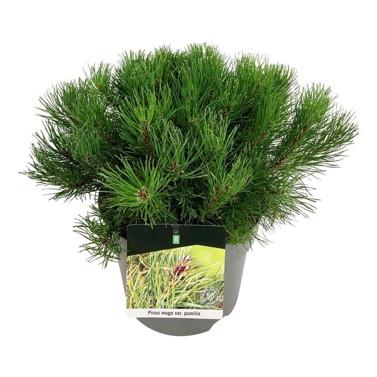 Picture of Pinus mugo pumilio