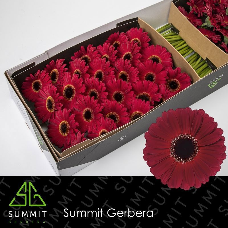 Gerbera Dark Diamond 45cm 10Ø