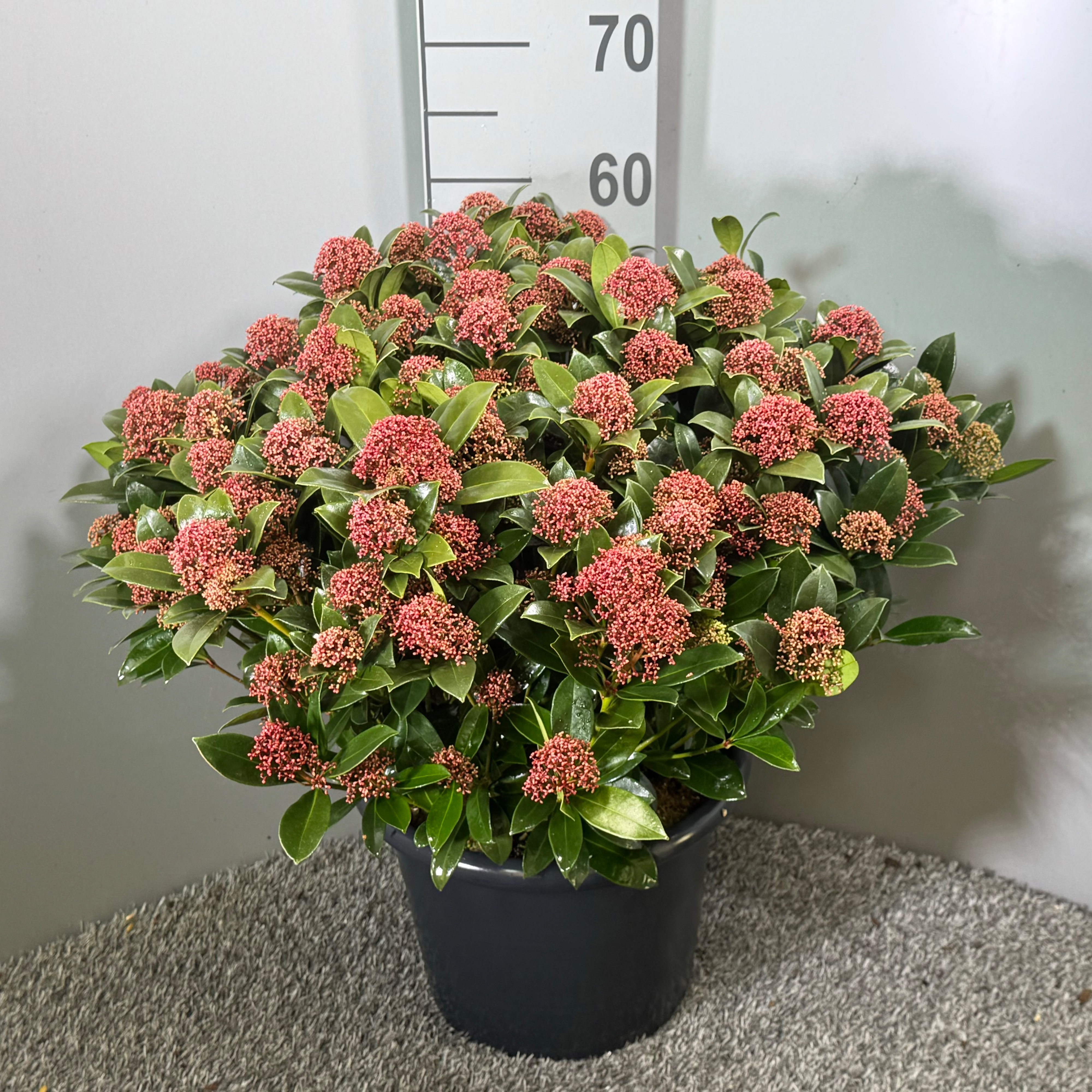 Picture of Skimmia japonica Pink Dwarf P29 (10 Ltr) (LOOSE)