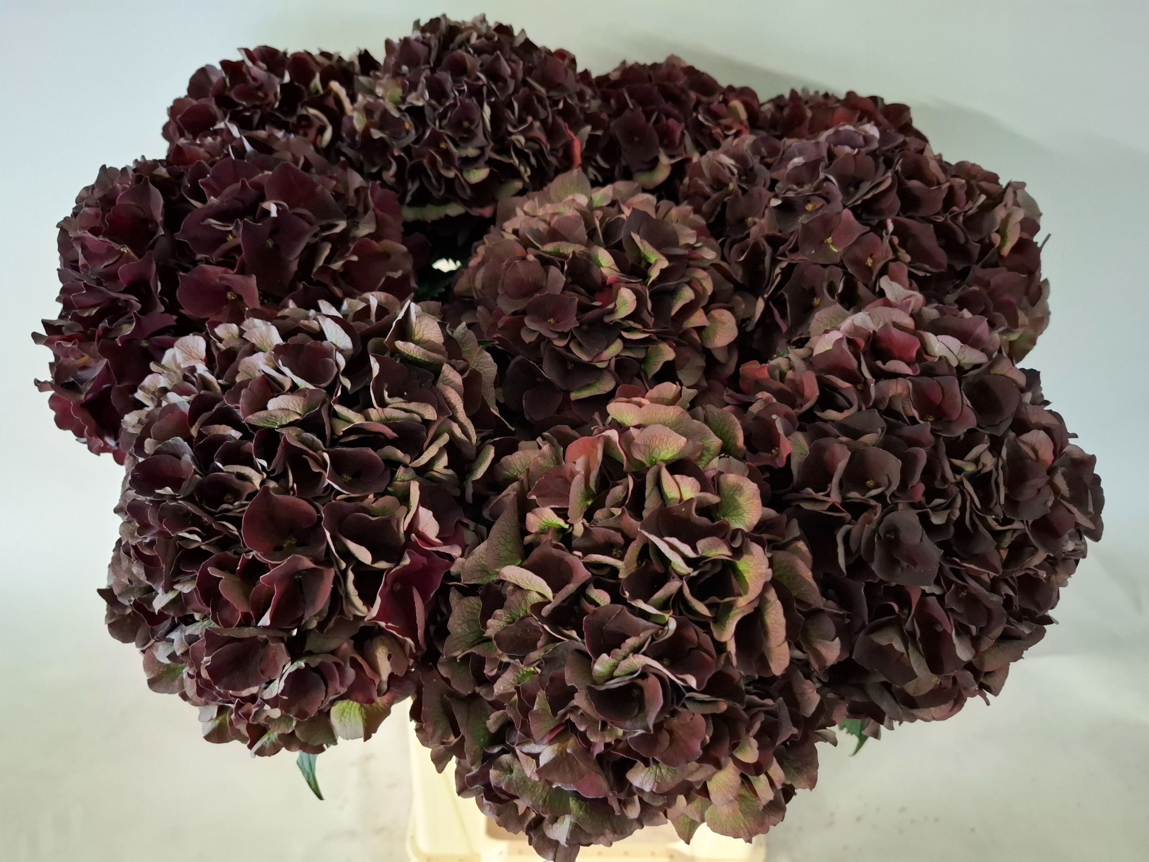 Hydrangea Dark Ruby Classic 60cm 19Ø