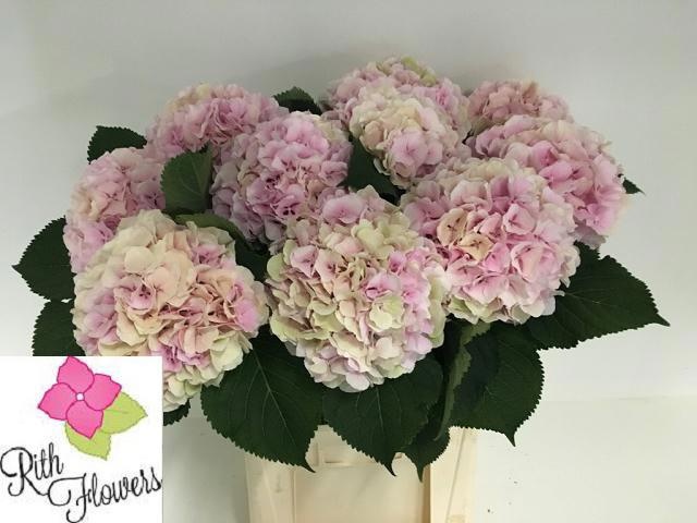 Hydrangea Verena Classic Pink 80cm 23Ø