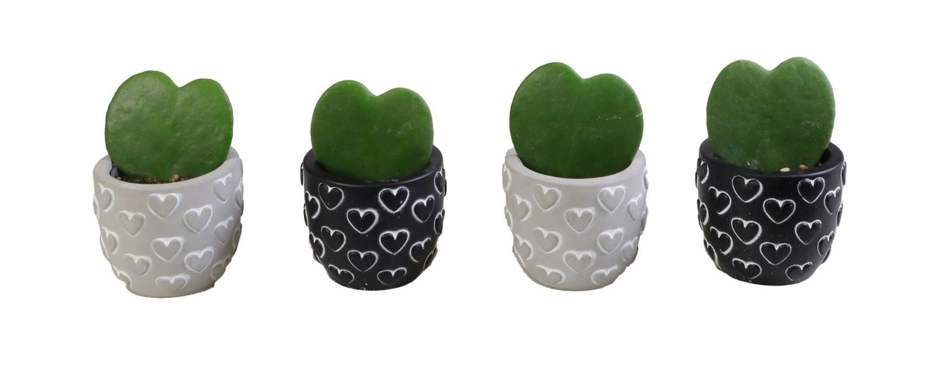 Hoya L 475 with Hoya Kerrii