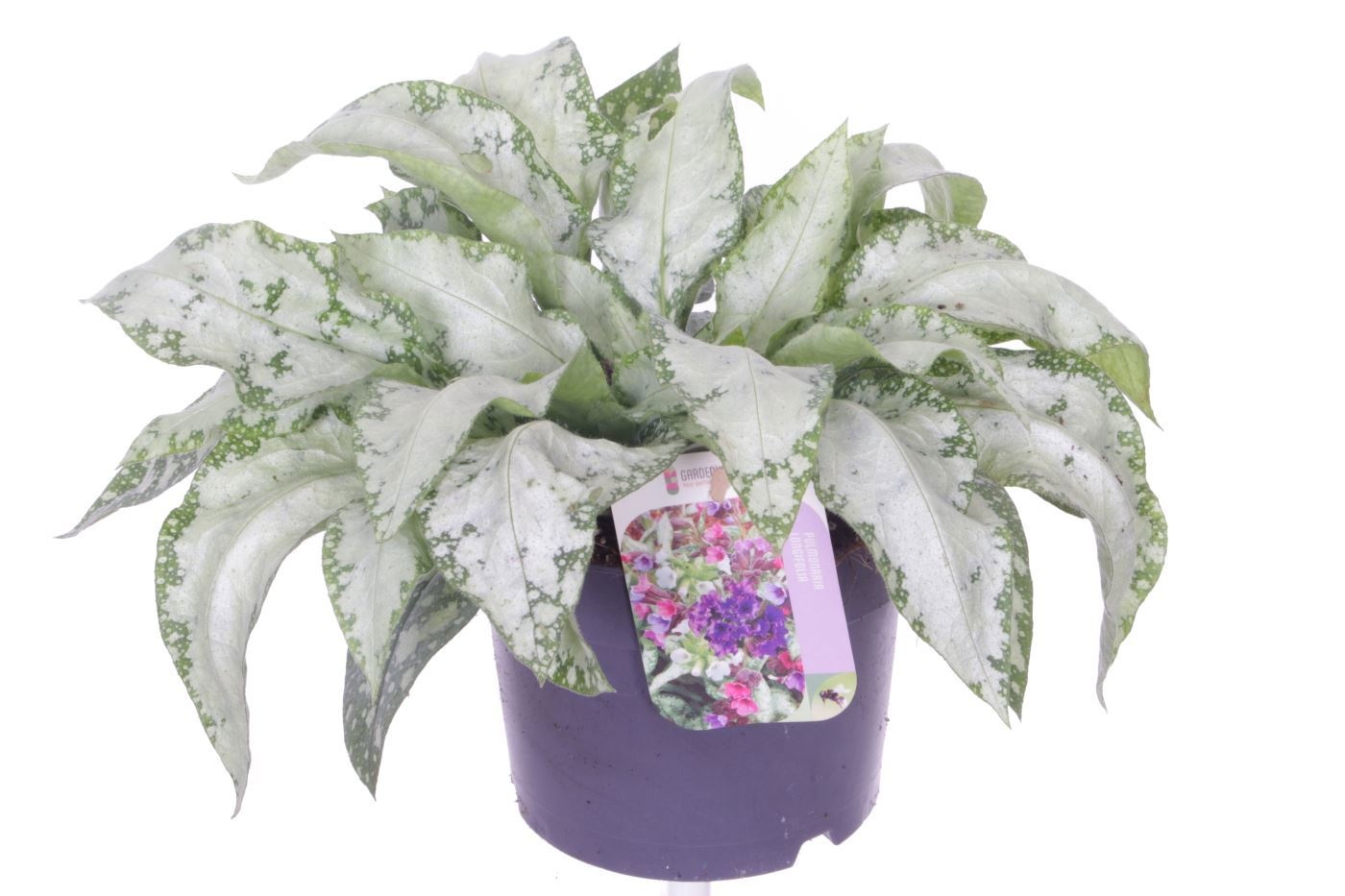 Pulmonaria saccharata Opal