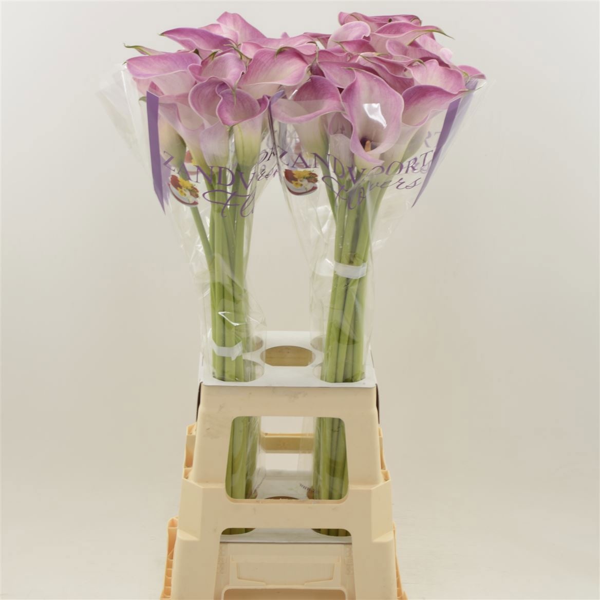 Calla Denver 80cm