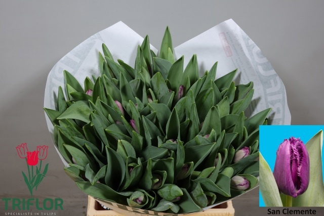 Tulipa Frilled San Clemente 41cm 49gram