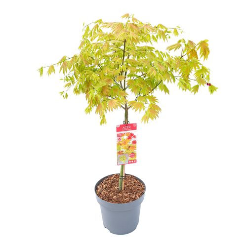 Acer palm. 'Moonrise' p29 Son