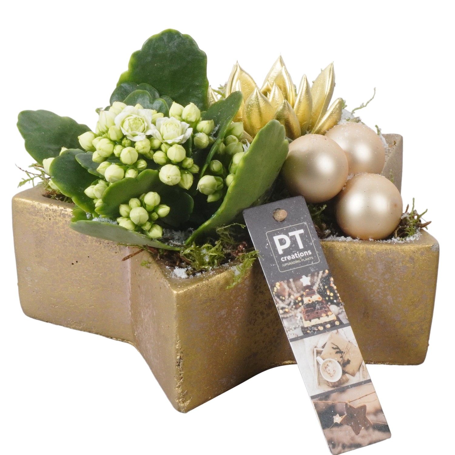 Picture of PTKB9407 Arrangement X-Mas in concrete star P20 13CM