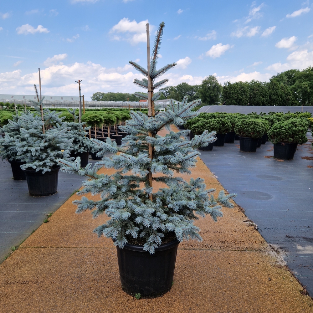 Picture of Picea pungens Edith C35 90/100 (LOOSE)