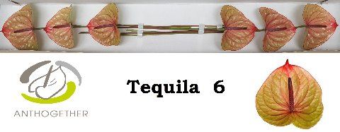 Anth A Tequila