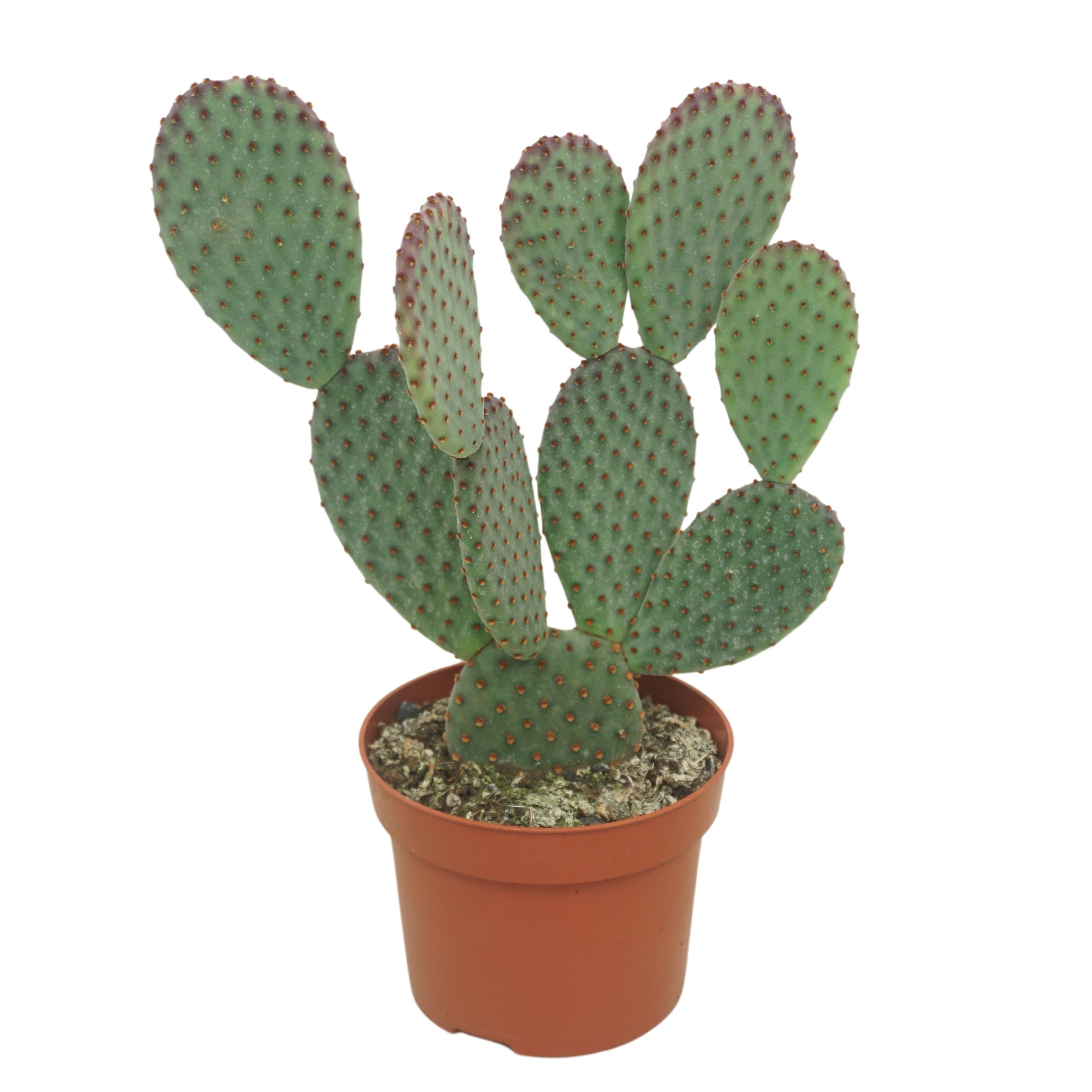 Opuntia macrocalyx