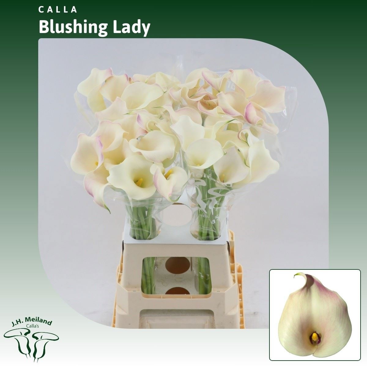 Calla Blushing Lady 70cm