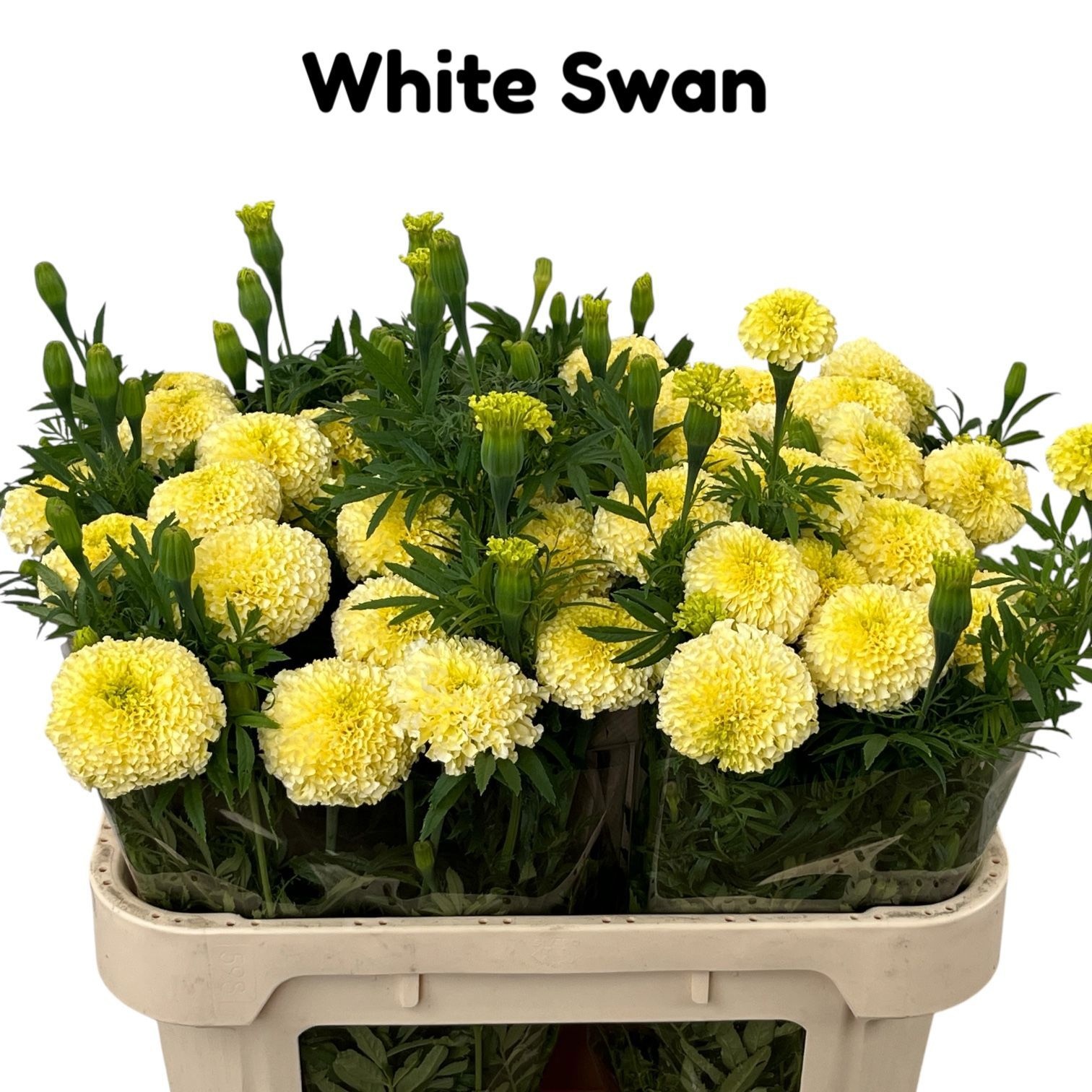 Tage White Swan