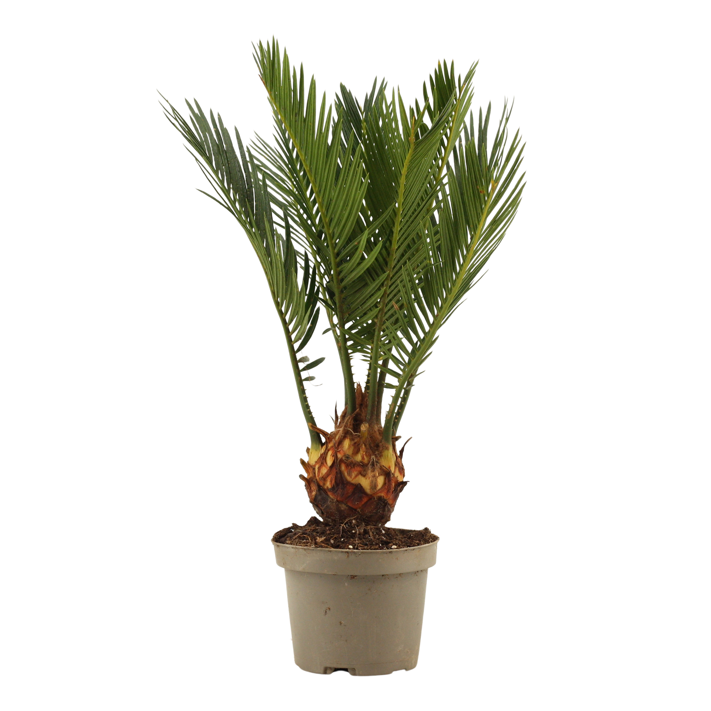 Picture of Cycas revoluta 9 cm, 3+ veren P9 30CM