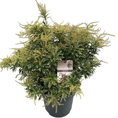 Pieris jap. 'Variegata' sense p27 Asra