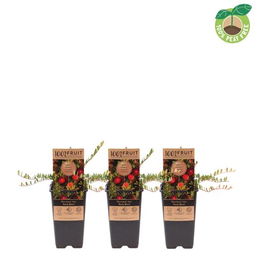 Vaccinium mac. 'Early Black', P15 Streng