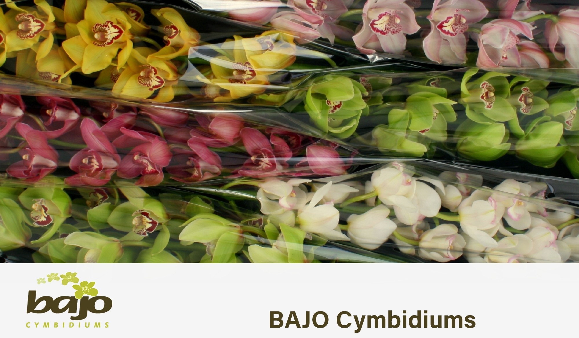 Cymbidium Asst 13bl