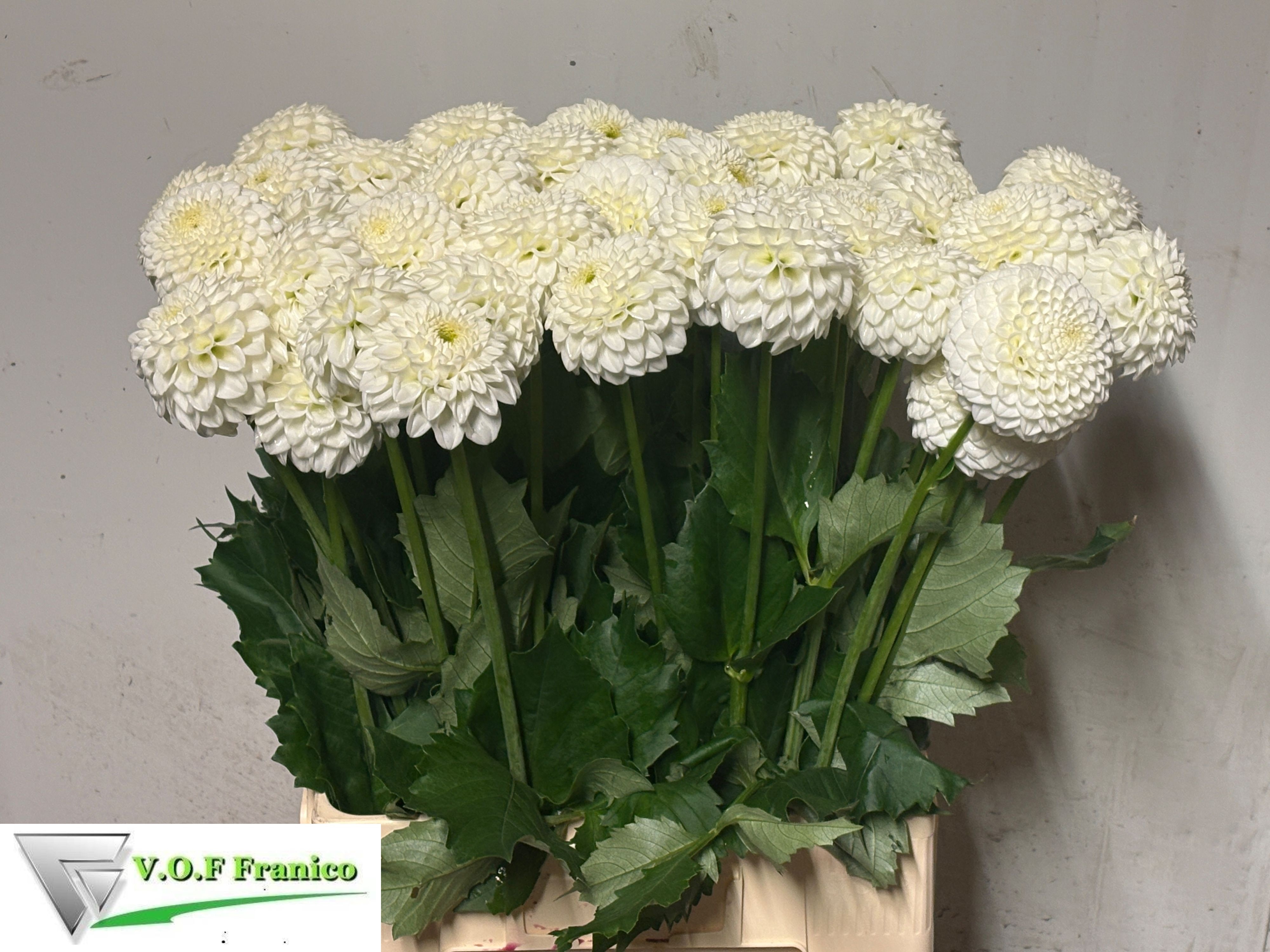 Dahl Reycroft Jan