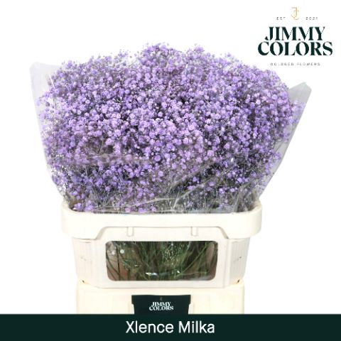 Gyps Xlence L80 Milka