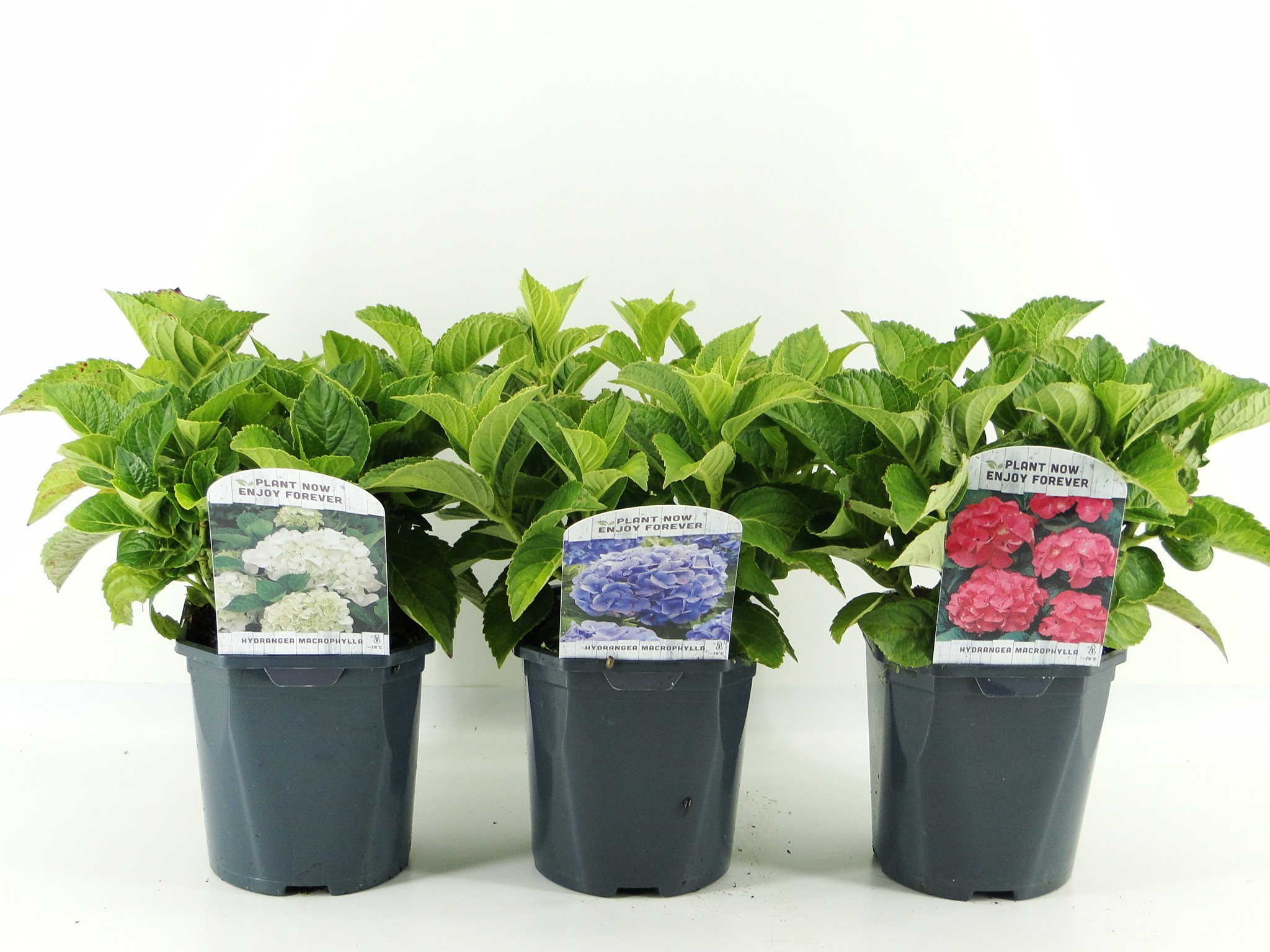 Picture of Hydrangea macr. in varieties P17 (2 Ltr) Square