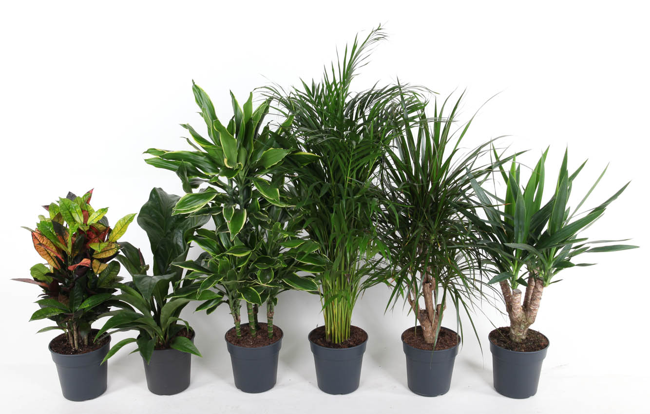 Picture of Houseplants in varieties P21 80CM (LOOSE)