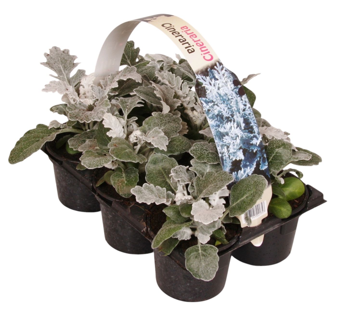 Senecio maritima 6p
