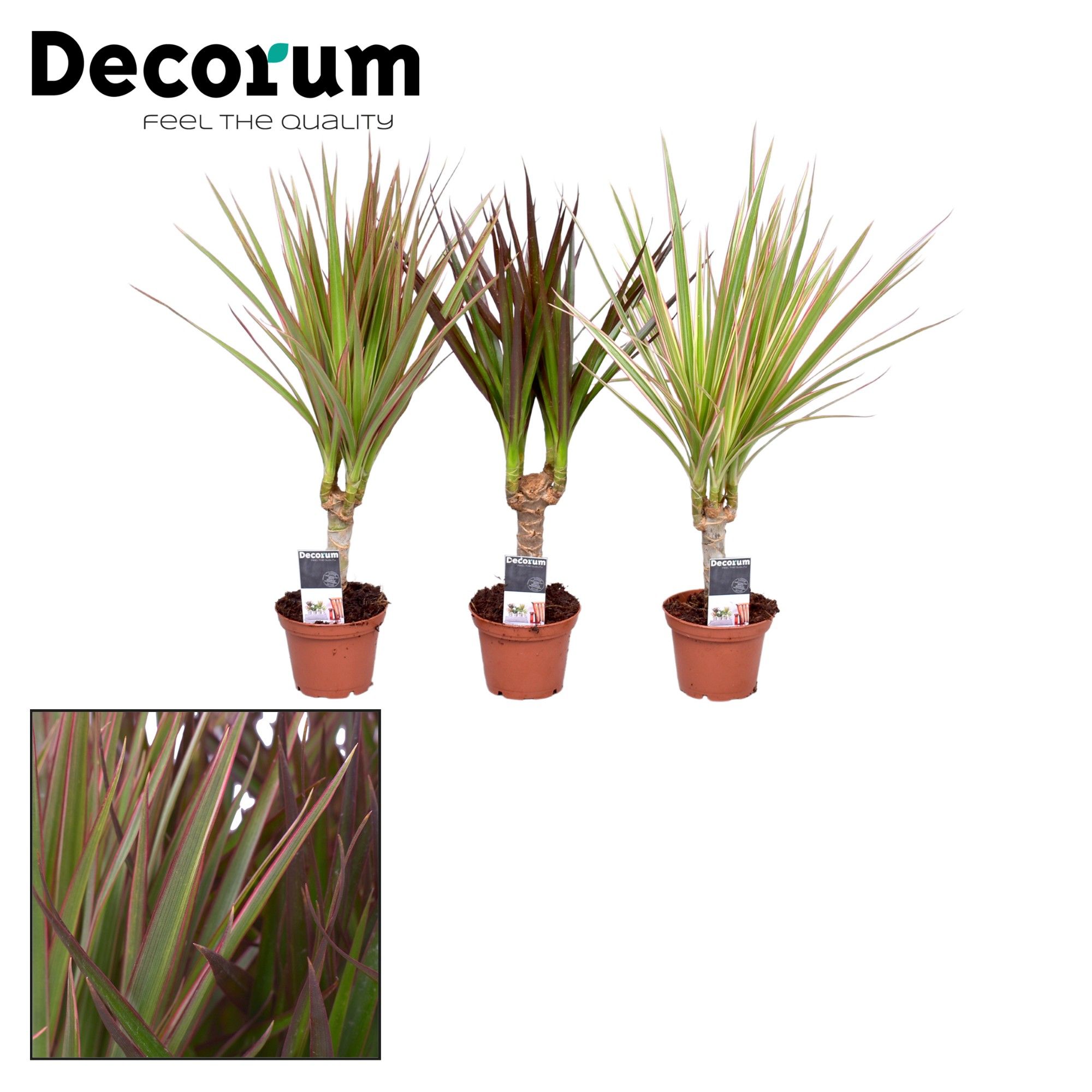 Picture of Dracaena Tiny in varieties (Decorum) P7 35CM