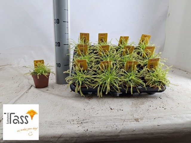 Drosera 508Ø 15cm