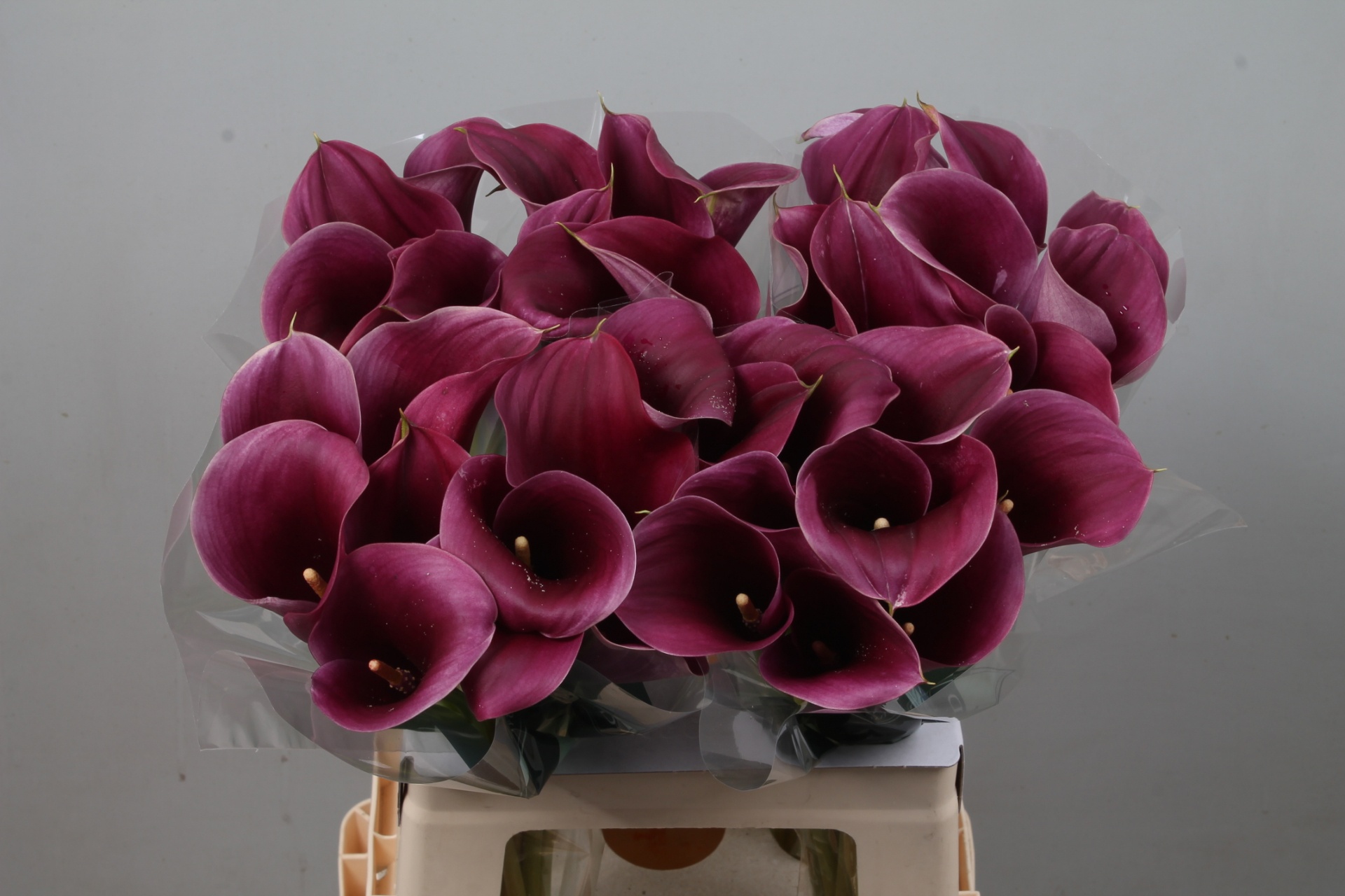 Calla Capt Promise 60cm