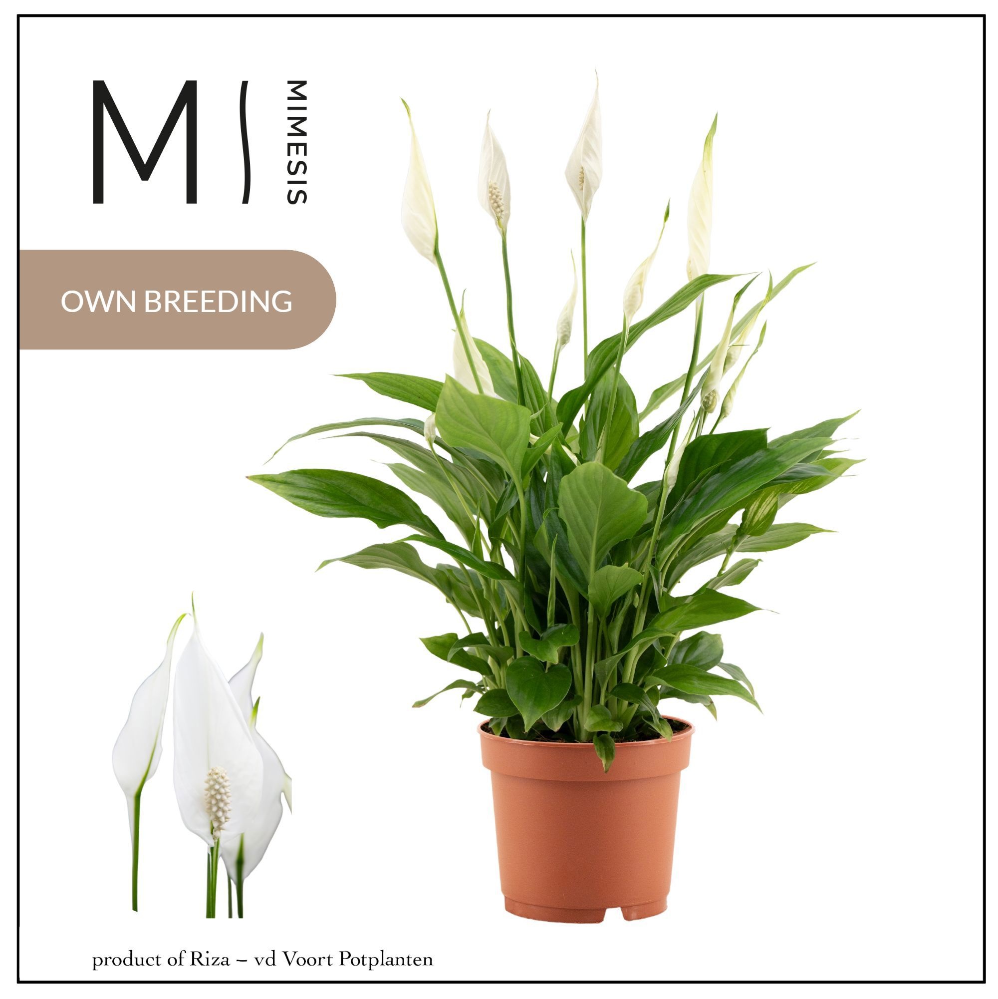 Spathiphyllum 'Bellini'