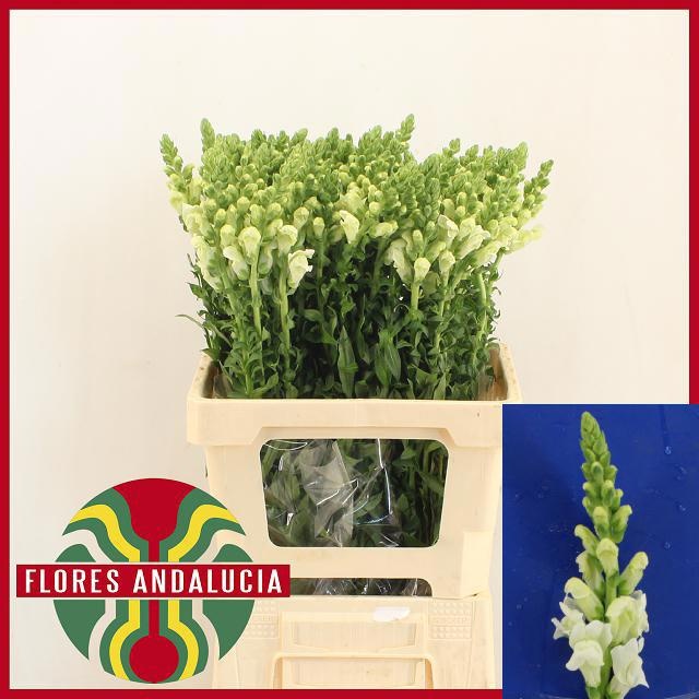 Antirrhinum Poto Early White 60cm