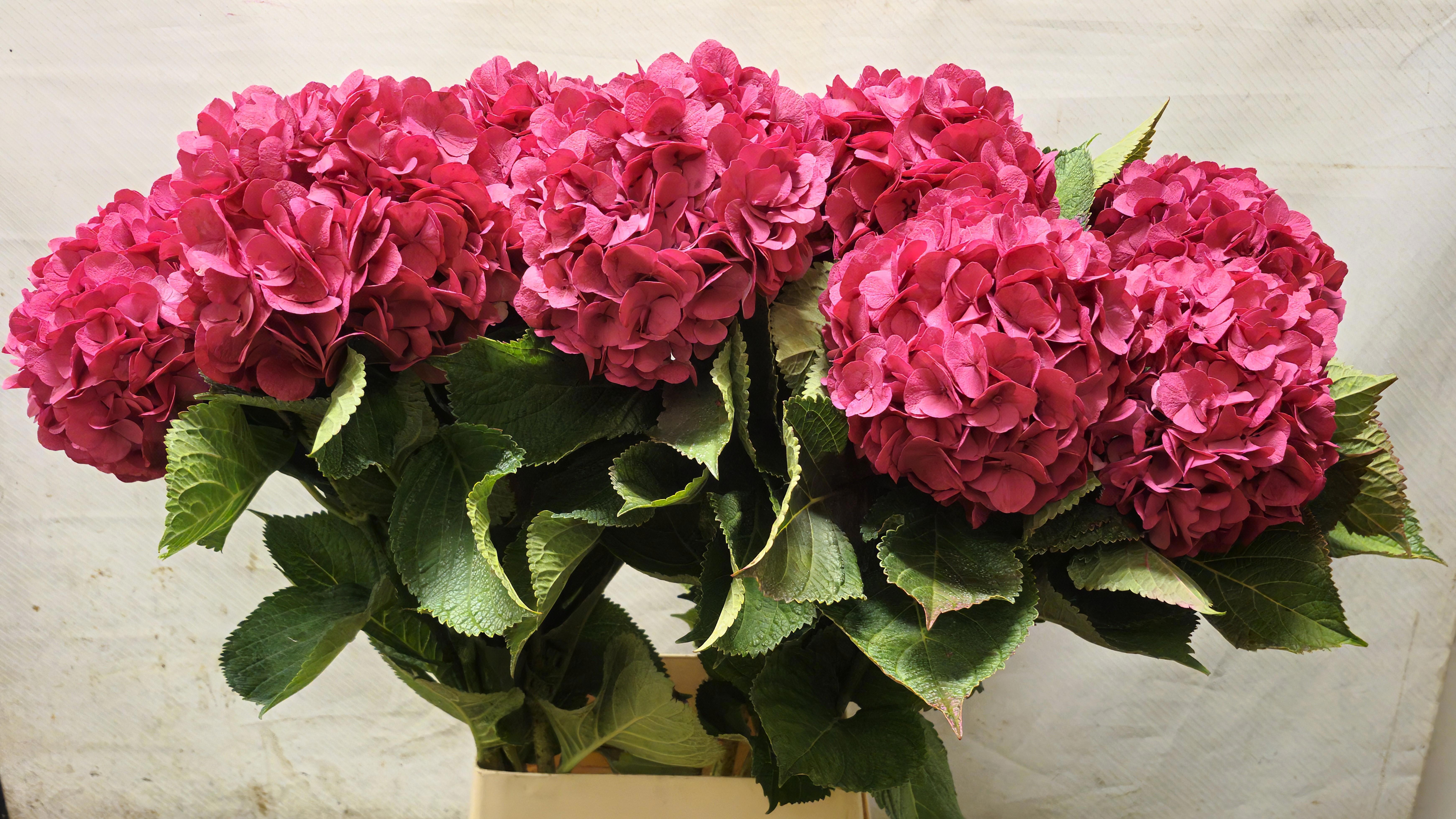 Hydrangea Painted 100cm 18Ø