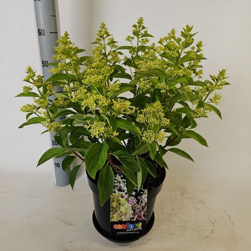 Hydrangea paniculata Confetti p26 Vlasveld