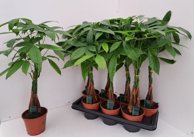 Pachira Aquatica 14P 65H