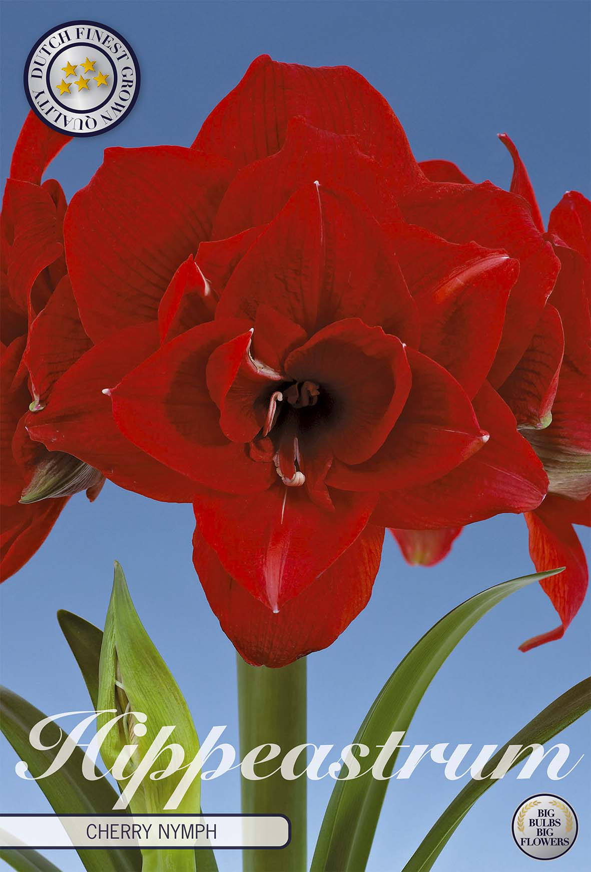 Hippeastrum Double Cherry Nymph x1