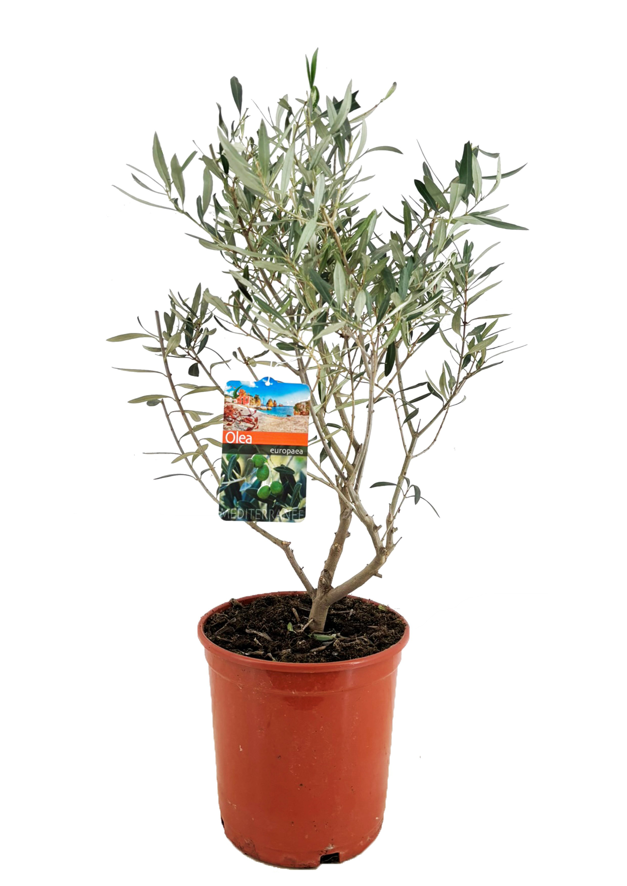 Picture of Olea europaea P27 (7.5 Ltr) BUSHY (LOOSE)