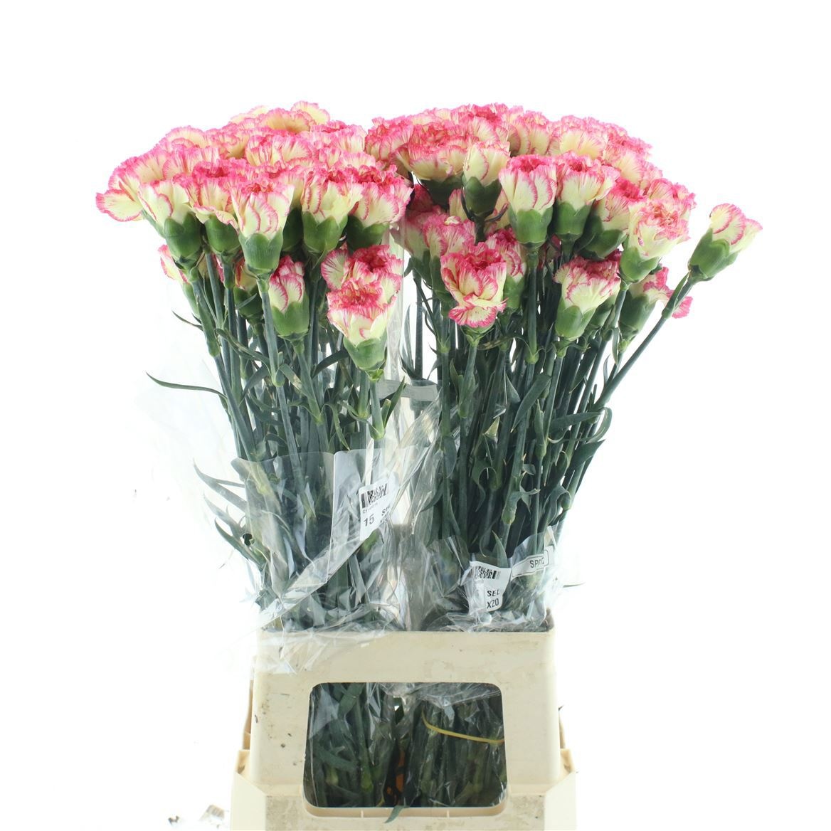 Dianthus St Spritz 70cm