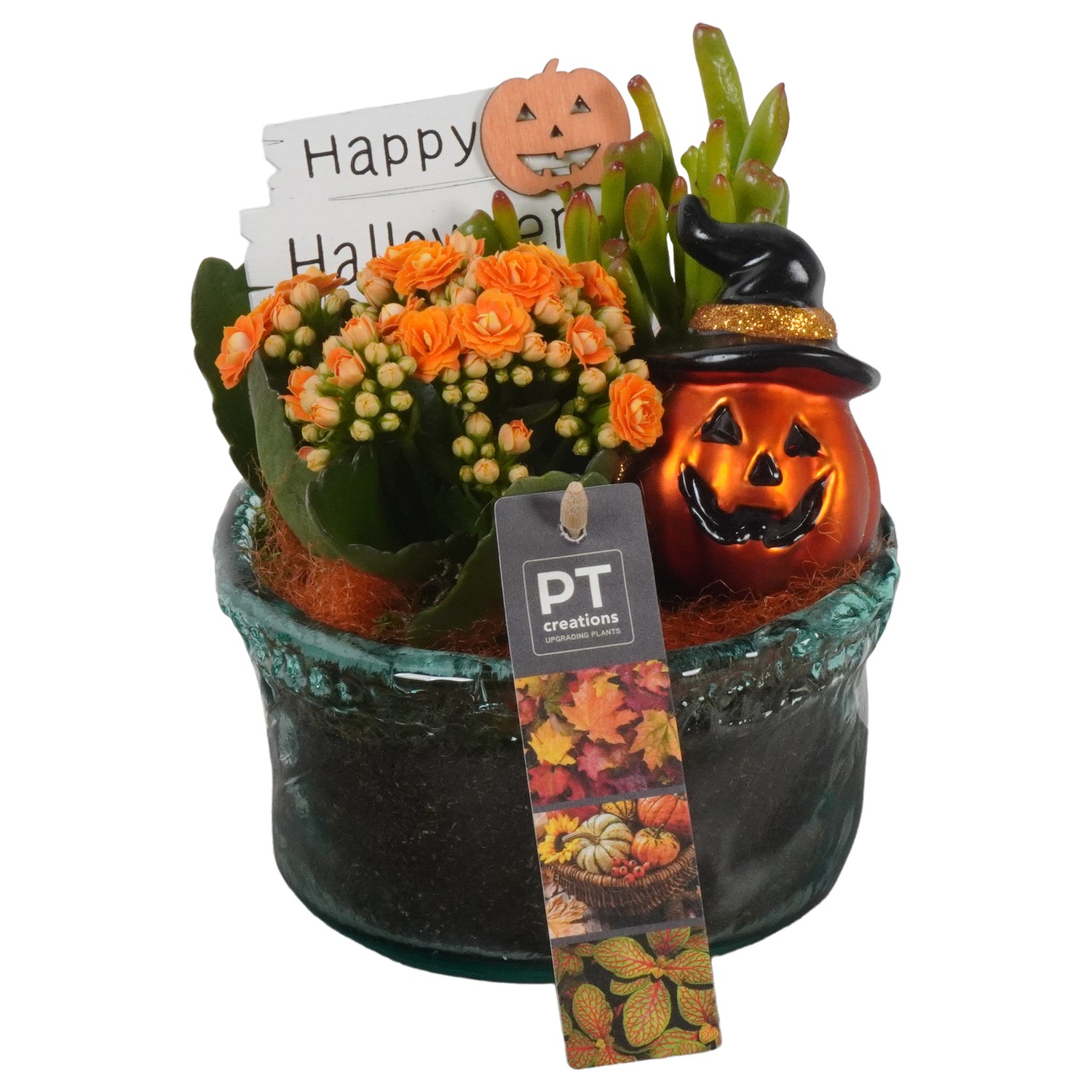 Picture of PTHL1910 Arrangement Halloween in glass bowl P14 17cm