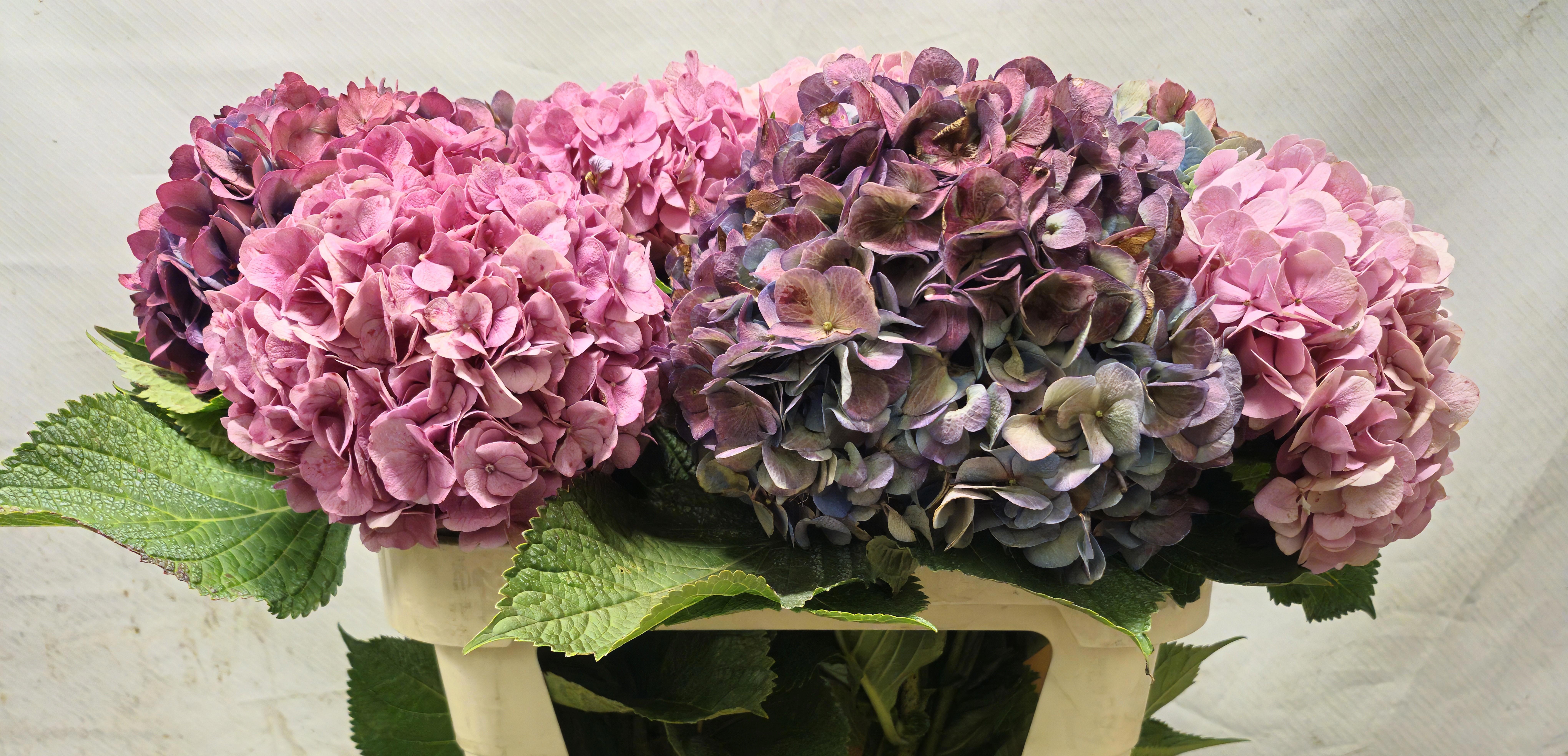 Hydrangea Antique 70cm 19Ø