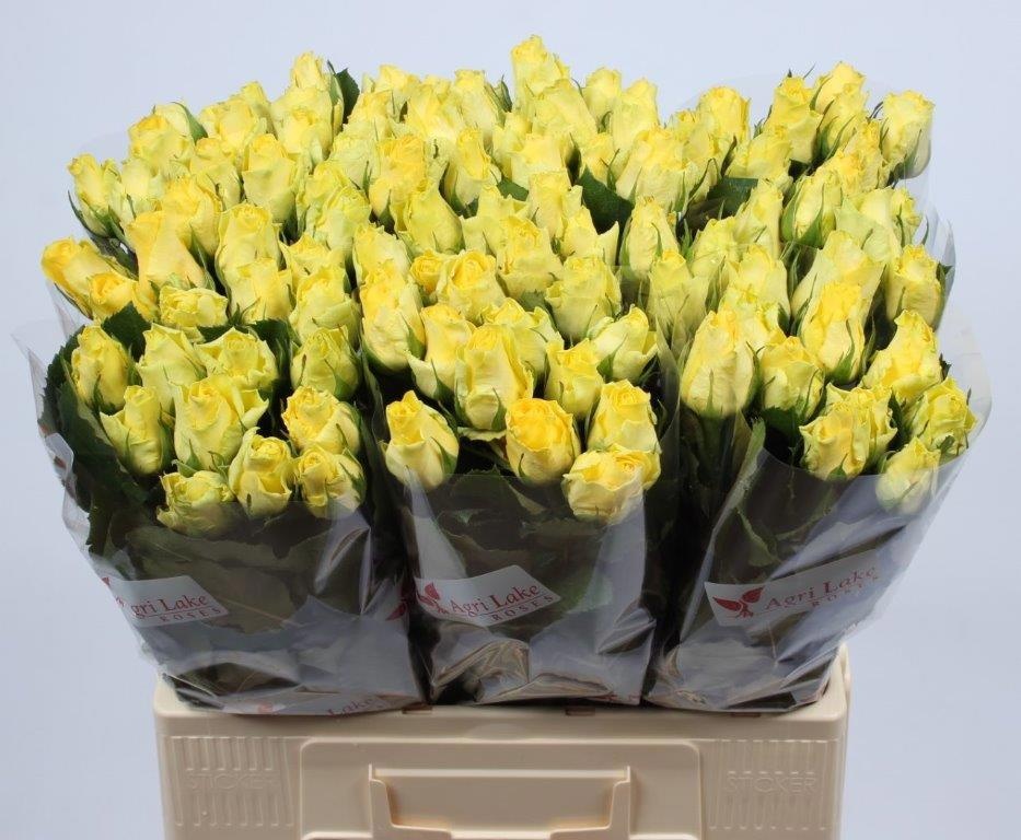 Rosa Minion Rose 60cm