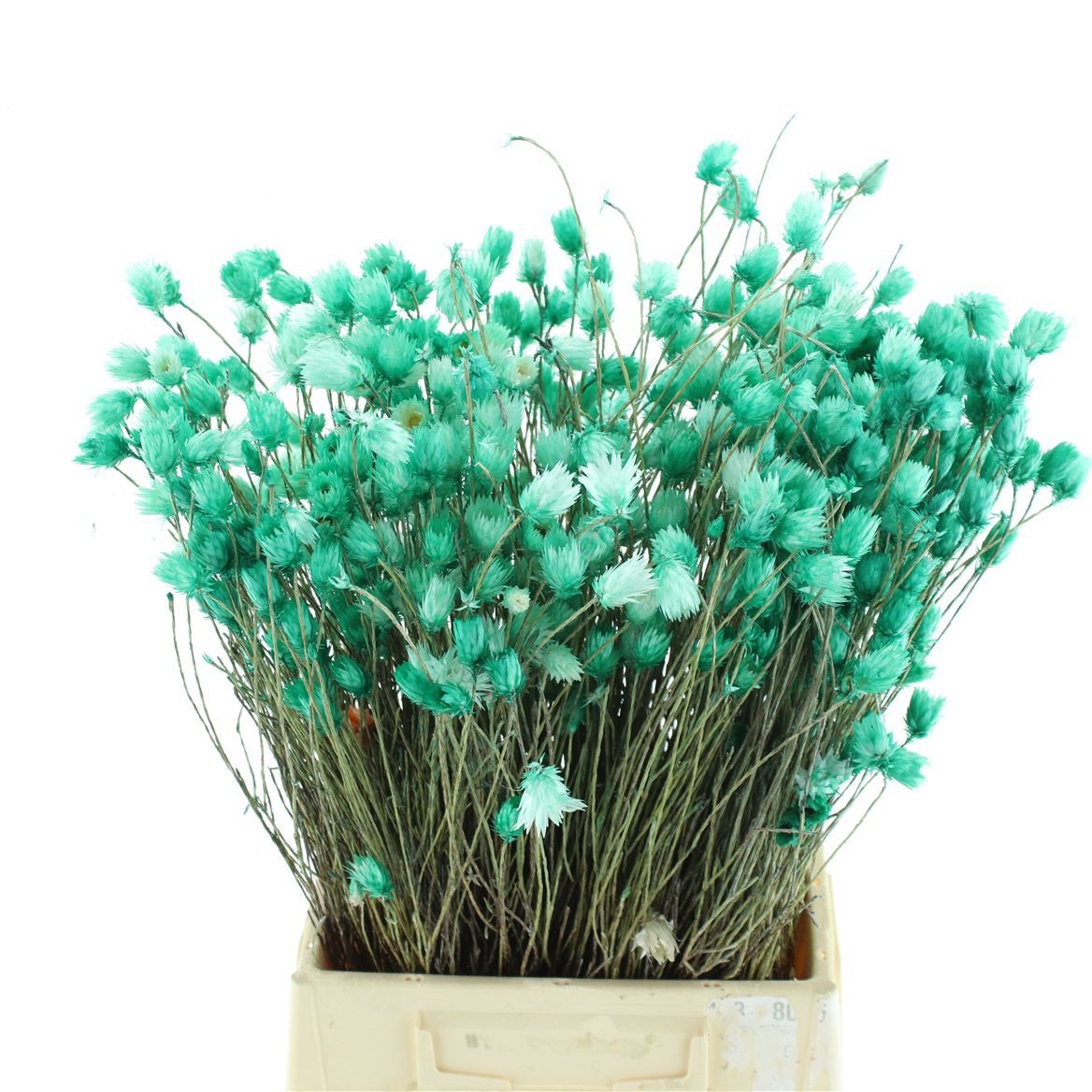 Snijbloemen Klb H%