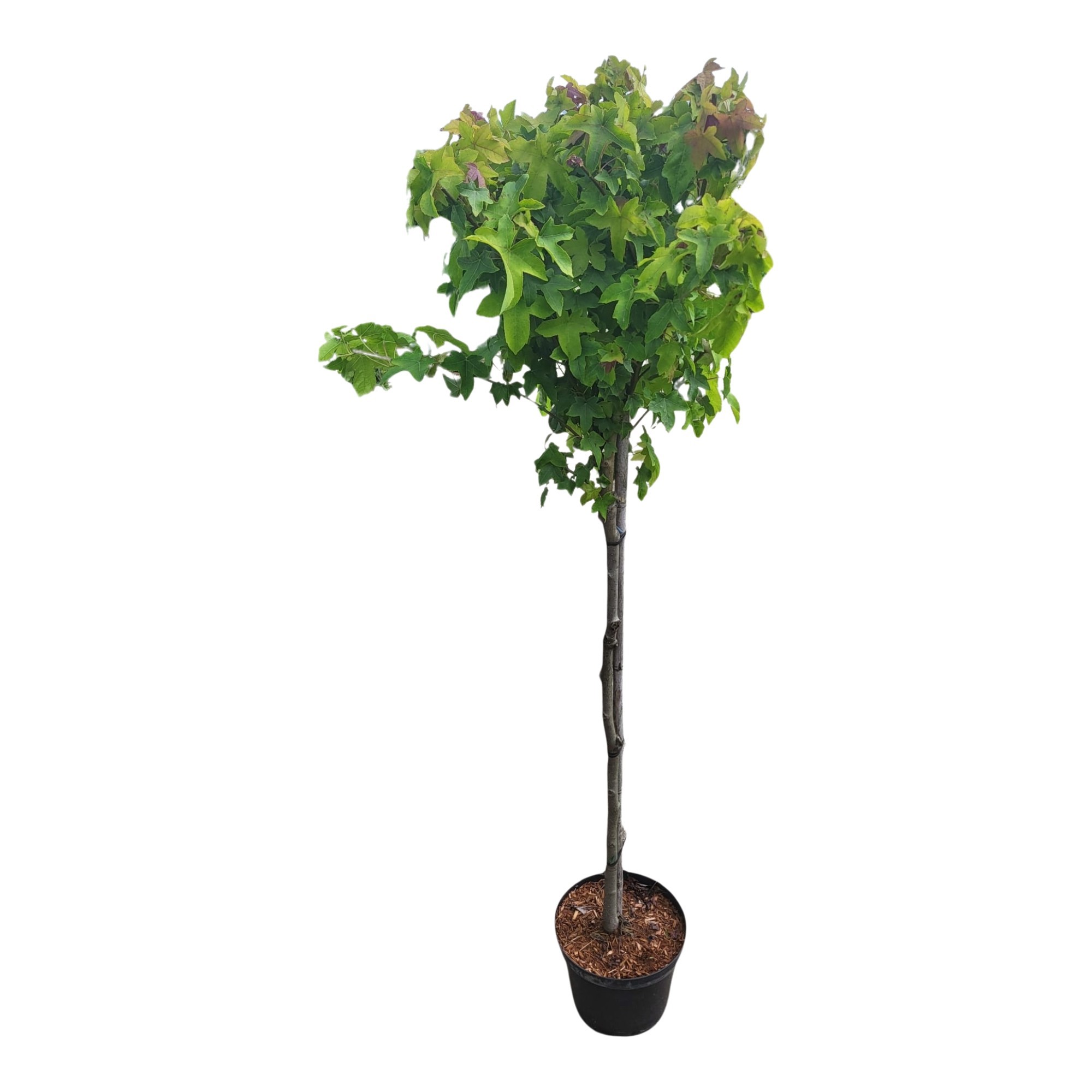 Liquidambar styraciflua 'Gum Ball' stam