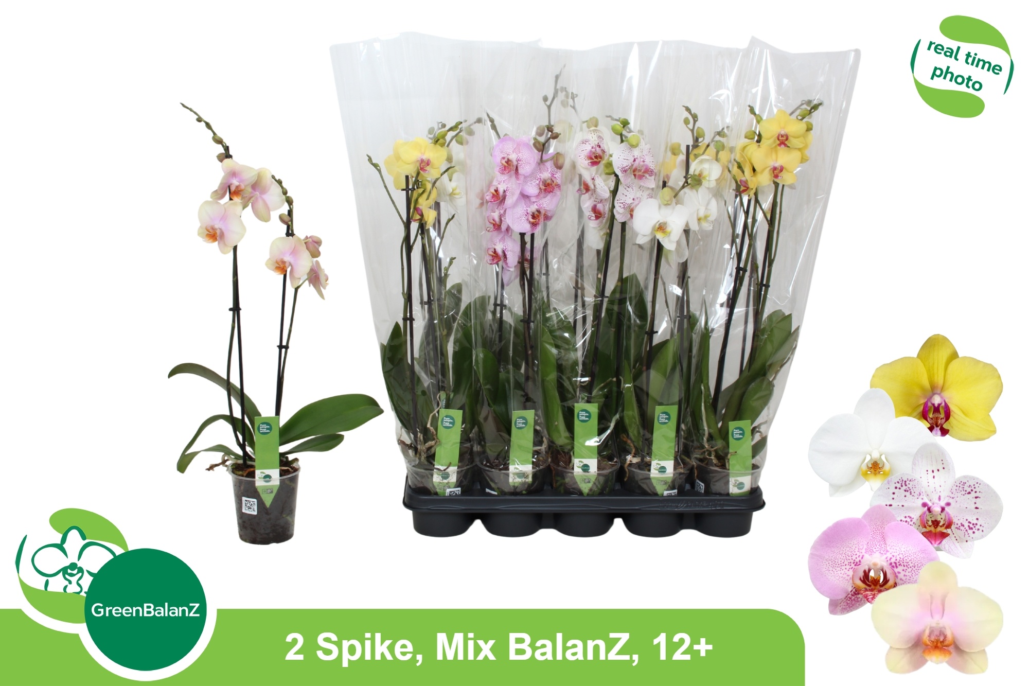 Phal Gem 5 Kl 12P 65H 2TAK 12bloem 23bloei