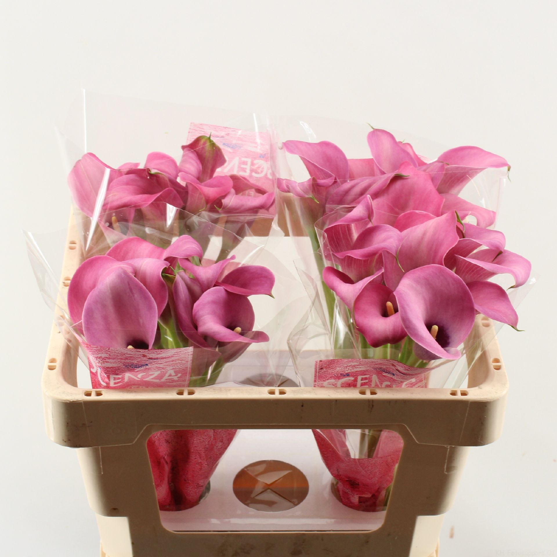Calla Zazu 50cm