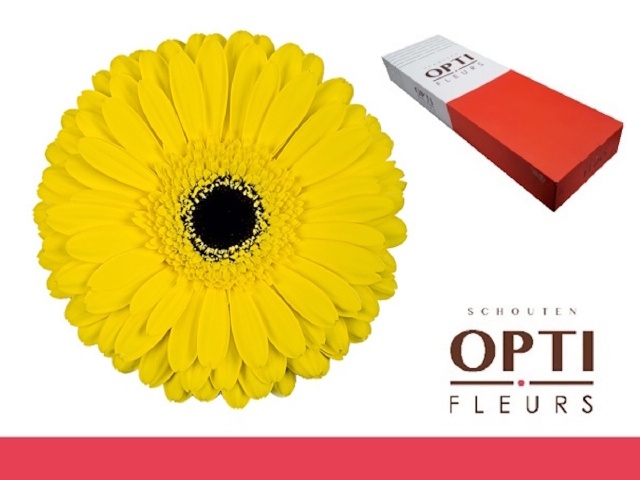 Gerbera Don Leo