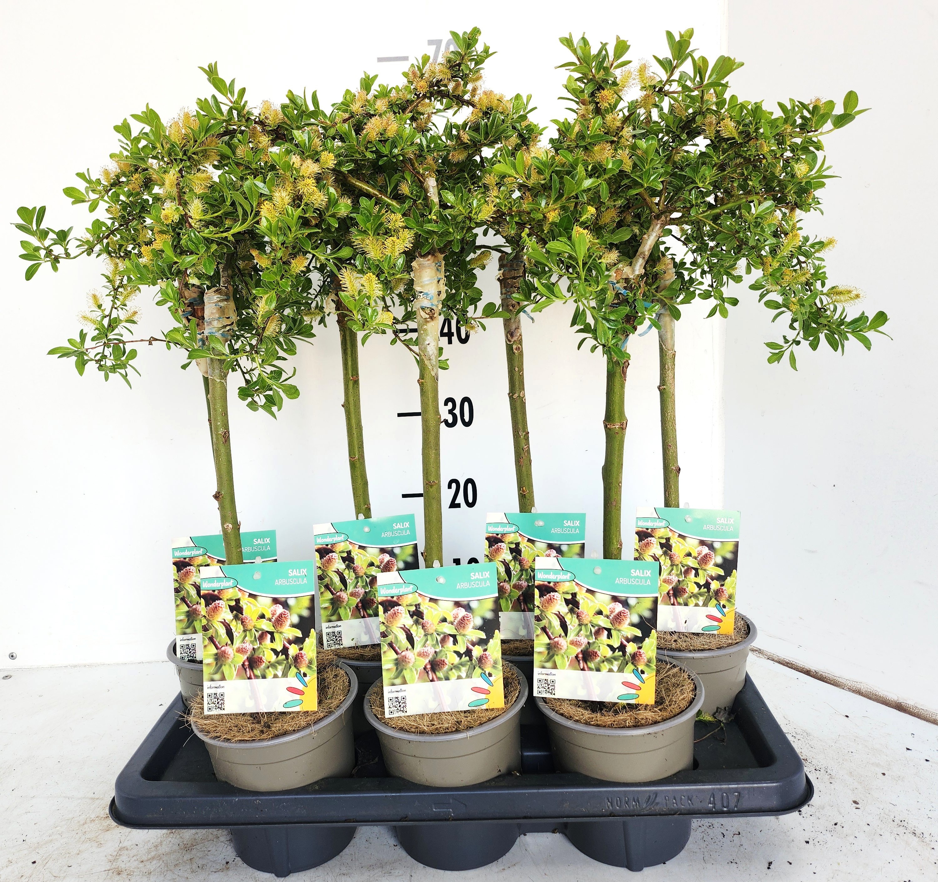 giant bonsai tree Large Juniper Squamata Bonsai Tree 12 Inch – Bonsai Gifts Nursery main image 1