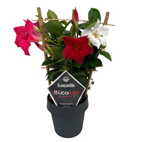 Mandevilla Sundaville Bicolor op rek (in mixtray)  (Dipladen